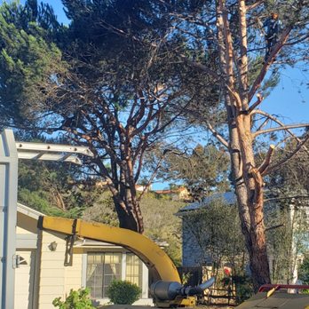 Five Star Tree Care - Large pine removals - Tree Services Near Me