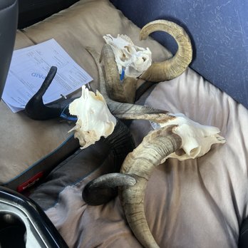 Life Like Taxidermy - 3 ram skulls in truck - Taxidermy Near Me - Madera, California Life Like Taxidermy - 3 ram skulls in truck - Taxidermy Near Me - Madera, California