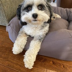 Dupont Veterinary Clinic - Our puppy