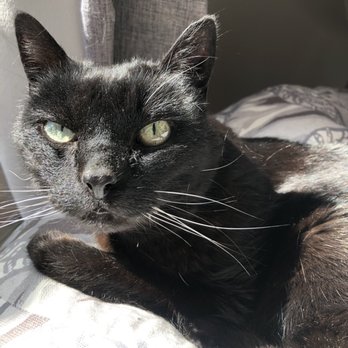 Lap of Love - Tabitha - Veterinarians Near Me Lap of Love - Tabitha - Veterinarians Near Me