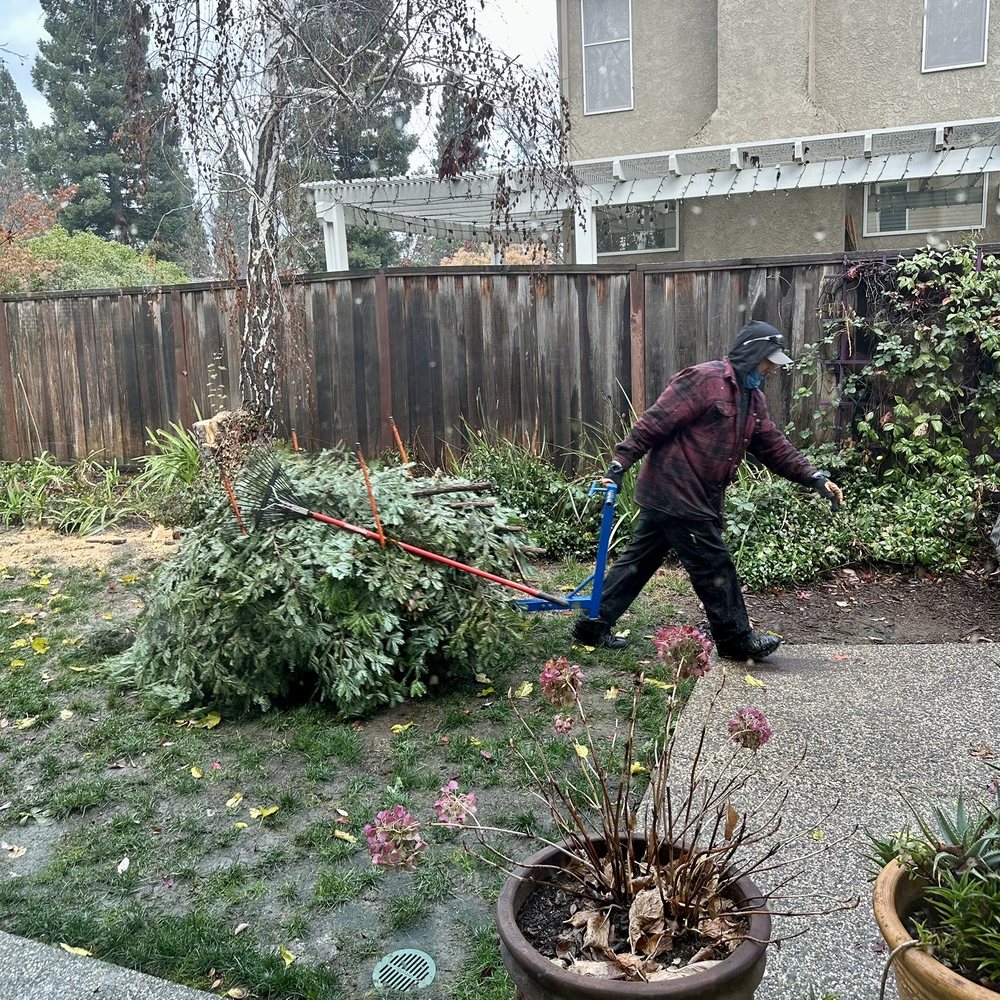 Care Tree Care - Tree Services Near Me Care Tree Care - Tree Services Near Me