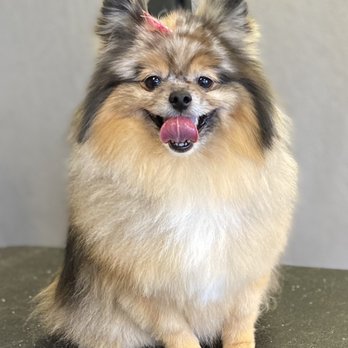 Traci’s Pet Stop - Pet Groomers Near Me - Longview, Washington Traci’s Pet Stop - Pet Groomers Near Me - Longview, Washington