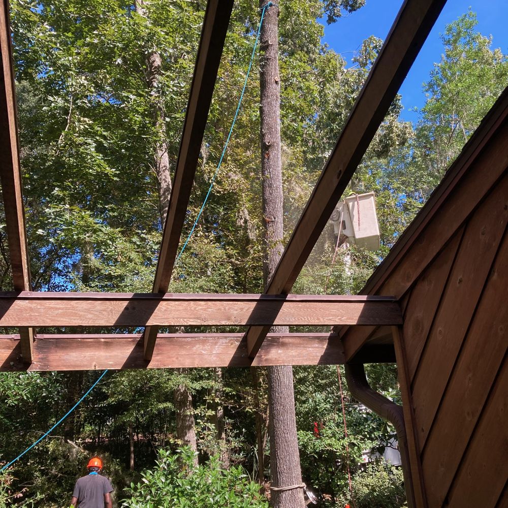 True Cut Tree Service - 100 foot Hickory ready to come down - Tree Services Near Me - Gainesville, Florida True Cut Tree Service - 100 foot Hickory ready to come down - Tree Services Near Me - Gainesville, Florida