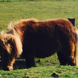 Beech Tree Inn - Cute pony!