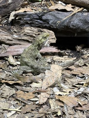 Auckland Zoo by null