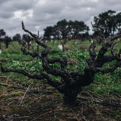 Perlegos Family Wines