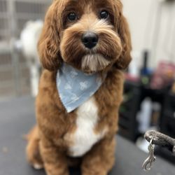 The Bark Ark