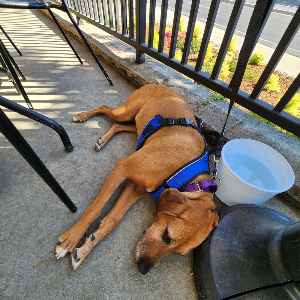 The Original Mels - Large bucket of fresh water for my dog was brought over. Really kind. Good shade with large umbrellas for most seats. - Diners Near Me - Folsom, California The Original Mels - Large bucket of fresh water for my dog was brought over. Really kind. Good shade with large umbrellas for most seats. - Diners Near Me - Folsom, California