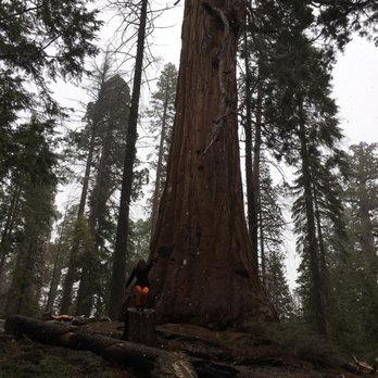 Trail of 100 Giants - There was originally 100 Trees/ except due to Storms and Lightning Two trees died, and burned down. - Hiking Near Me - Springville, California Trail of 100 Giants - There was originally 100 Trees/ except due to Storms and Lightning Two trees died, and burned down. - Hiking Near Me - Springville, California