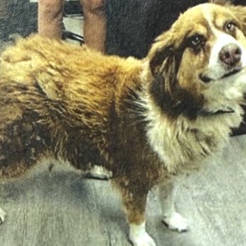 The Pet Spa - Matted & miserable but still so loving - Pet Groomers Near Me - Myrtle Beach, South Carolina The Pet Spa - Matted & miserable but still so loving - Pet Groomers Near Me - Myrtle Beach, South Carolina