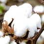 Photo of Little Bales of Cotton
