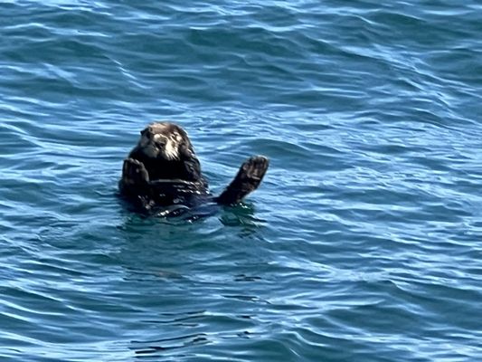 Chris' Fishing and Whale Watching by null