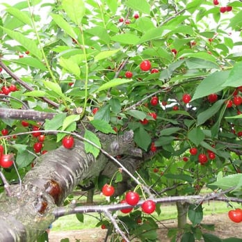 Battleview Orchards - Sour Cherries - Pick Your Own Farms Near Me - Freehold, New Jersey