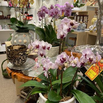The Orchid Lady - Lots of sizes. - Florists Near Me - Sarasota, Florida The Orchid Lady - Lots of sizes. - Florists Near Me - Sarasota, Florida
