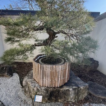 US National Arboretum - Bonsai - Botanical Gardens Near Me - Washington, DC, District of Columbia US National Arboretum - Bonsai - Botanical Gardens Near Me - Washington, DC, District of Columbia