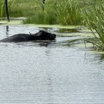 Action Wildlife Foundation - Yak swimming - Community Service/Non-Profit Near Me - Goshen, Connecticut