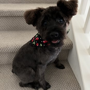 Puppy Momo's Mobile Grooming - Pet Groomers Near Me
