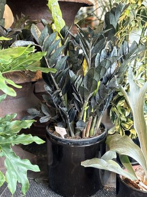 Plant'd by null