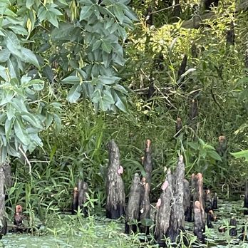 St. Johns River Eco Tours - cypress knees with some snail eggs on them! - Tours Near Me - DeBary, Florida St. Johns River Eco Tours - cypress knees with some snail eggs on them! - Tours Near Me - DeBary, Florida