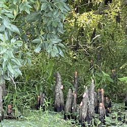 St. Johns River Eco Tours - Cypress knees with some snail eggs on them!