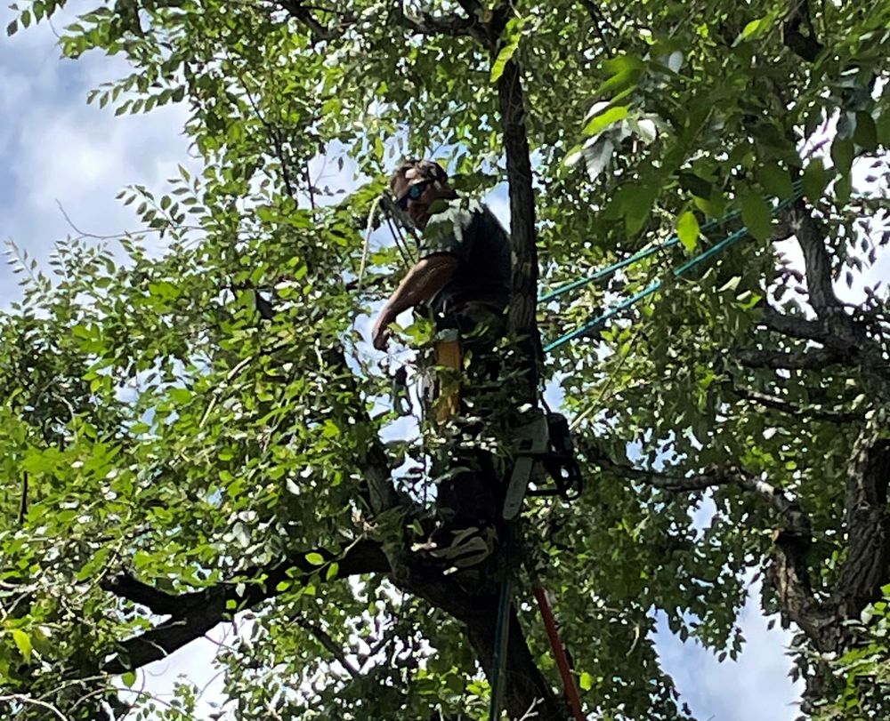 My Denver Tree Service - tree service in Denver, CO