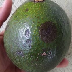 Produce Outlet - Reed Avocado
