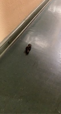 Normandie Apartments by null