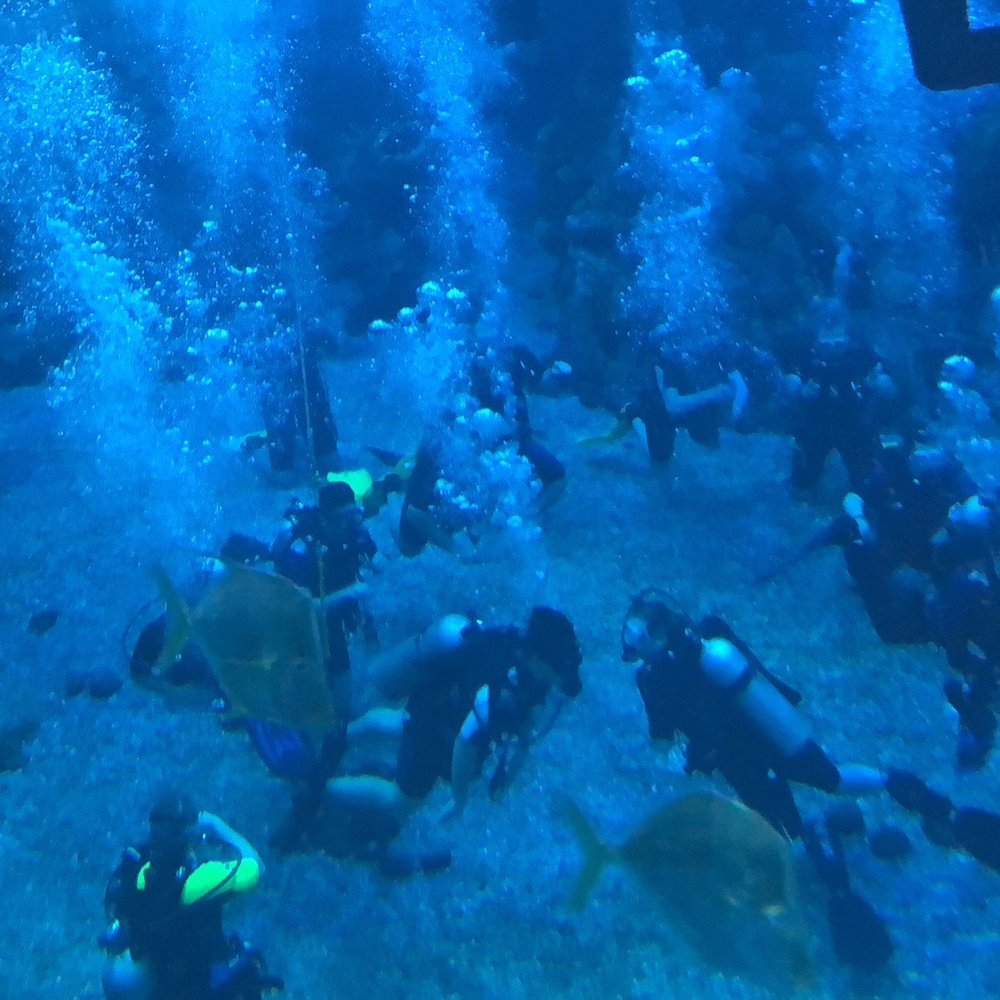 Epcot Dive Quest - The group of divers - Aquariums Near Me - Lake Buena Vista, Florida Epcot Dive Quest - The group of divers - Aquariums Near Me - Lake Buena Vista, Florida