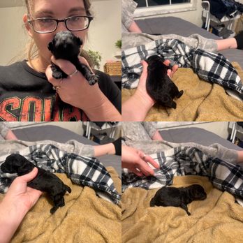 Poodle Puppy Paws - Female. Black with brown tint. Ready Dec 11 - Pet Breeders Near Me Poodle Puppy Paws - Female. Black with brown tint. Ready Dec 11 - Pet Breeders Near Me