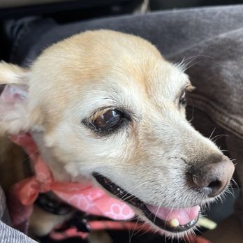 Brush N Pupps Grooming - Happy fur baby! - Pet Groomers Near Me - Moreno Valley, California