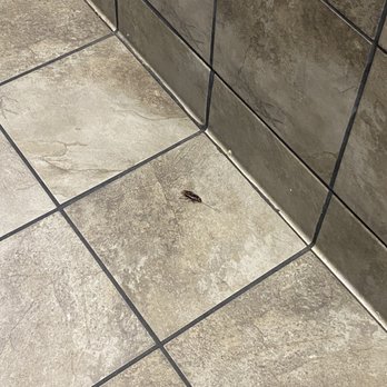 Buffalo Wild Wings - Dead cockroach in women's restroom - American Near Me - Palm Desert, California Buffalo Wild Wings - Dead cockroach in women's restroom - American Near Me - Palm Desert, California