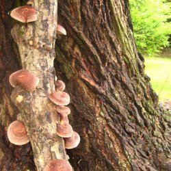 Quiet Creek Herb Farm & School of Country Living - Come and enjoy shiitake mushrooms: fresh, dried, or grow your own on logs. Classes available too, to learn to grow your own.