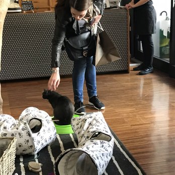 Crazy Cat Café - Cafes Near Me - Milan, Michigan