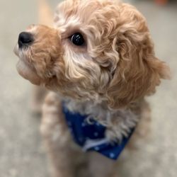 Sal left the ranch about a week ago at 10 weeks old and is going to have his brother join him after Christmas. What a super fun duo!