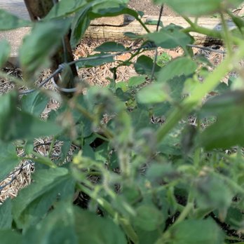 Fanick's Garden Center - Nurseries & Gardening Near Me - San Antonio, Texas
