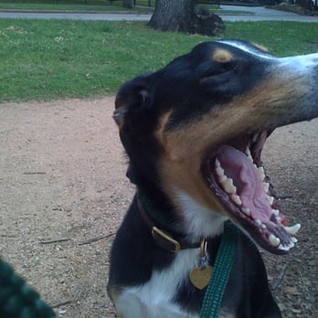 Leash Pet Sitters - And IIIIIIIIIIIIII will always love YOUUUUUUUU - Dog Walkers Near Me Leash Pet Sitters - And IIIIIIIIIIIIII will always love YOUUUUUUUU - Dog Walkers Near Me