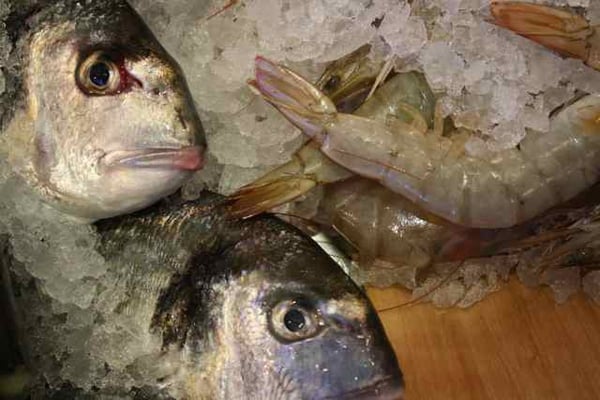 Fin and Flounder by null