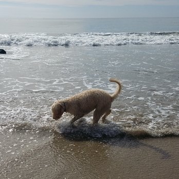 Arroyo Burro Beach - Daisy going for a dip - Beaches Near Me - Santa Barbara, California Arroyo Burro Beach - Daisy going for a dip - Beaches Near Me - Santa Barbara, California