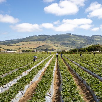 Gizdich Ranch - 2021 Strawberry Picking at Gizdich Ranch - Bakeries Near Me - Watsonville, California Gizdich Ranch - 2021 Strawberry Picking at Gizdich Ranch - Bakeries Near Me - Watsonville, California