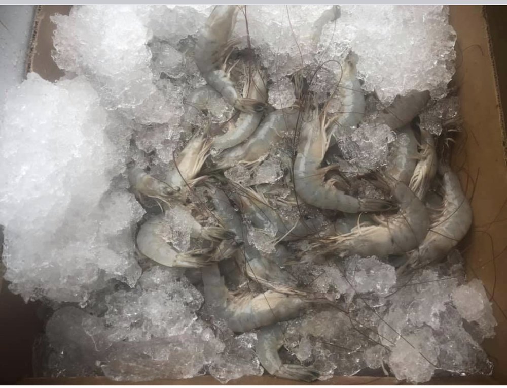 CAPTAIN RICK’S SEAFOOD Updated October 2024 719 Mattress Factory Rd