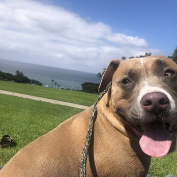 Precision Veterinary Surgery - Carroll loves the Precision Vet Surgery team!! - Veterinarians Near Me - Mission Viejo, California