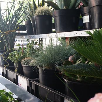 Rainbow - Nurseries & Gardening Near Me - Rosemead, California Rainbow - Nurseries & Gardening Near Me - Rosemead, California