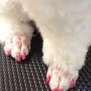 Town & Country Pup - Pet Groomers Near Me - Muskogee, Oklahoma Town & Country Pup - Pet Groomers Near Me - Muskogee, Oklahoma