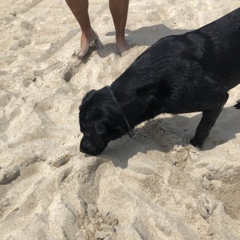 Cape Hatteras KOA - Dog found a crab on the beach. - Campgrounds Near Me - Rodanthe, North Carolina