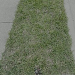 North Florida lawn & Pest