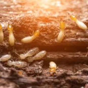 Expert Pest Control - Each year, termites cause more than $5 billion in property damage - costs that aren't covered by homeowners' insurance policies. This is wh - Pest Control Near Me Expert Pest Control - Each year, termites cause more than $5 billion in property damage - costs that aren't covered by homeowners' insurance policies. This is wh - Pest Control Near Me