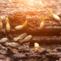 Expert Pest Control - Each year, termites cause more than $5 billion in property damage - costs that aren't covered by homeowners' insurance policies. This is wh