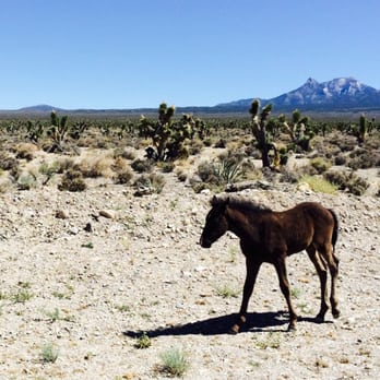 Bonanza Trail - Baby horse - Hiking Near Me - Las Vegas, Nevada Bonanza Trail - Baby horse - Hiking Near Me - Las Vegas, Nevada