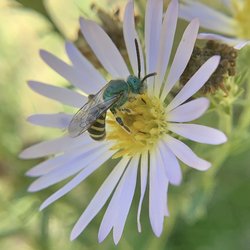 Hallberg Butterfly Gardens - Striped sweat bee