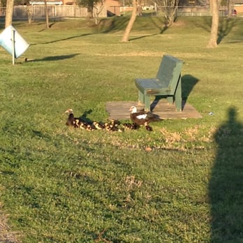 Crenshaw Park - Ducks with a mini family; so cute - Parks Near Me - Pasadena, Texas